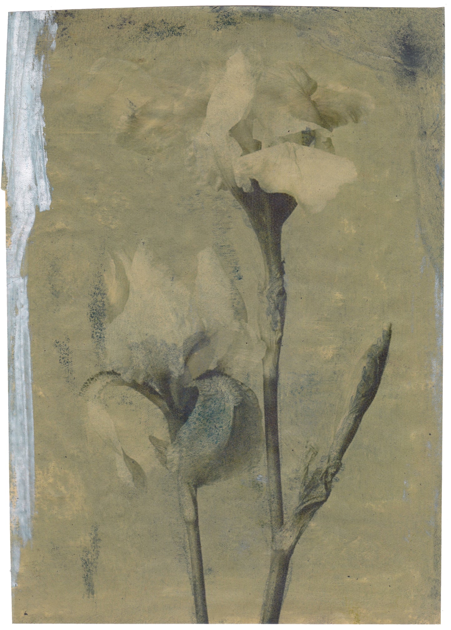 Albicans 4 | Domenico Grenci