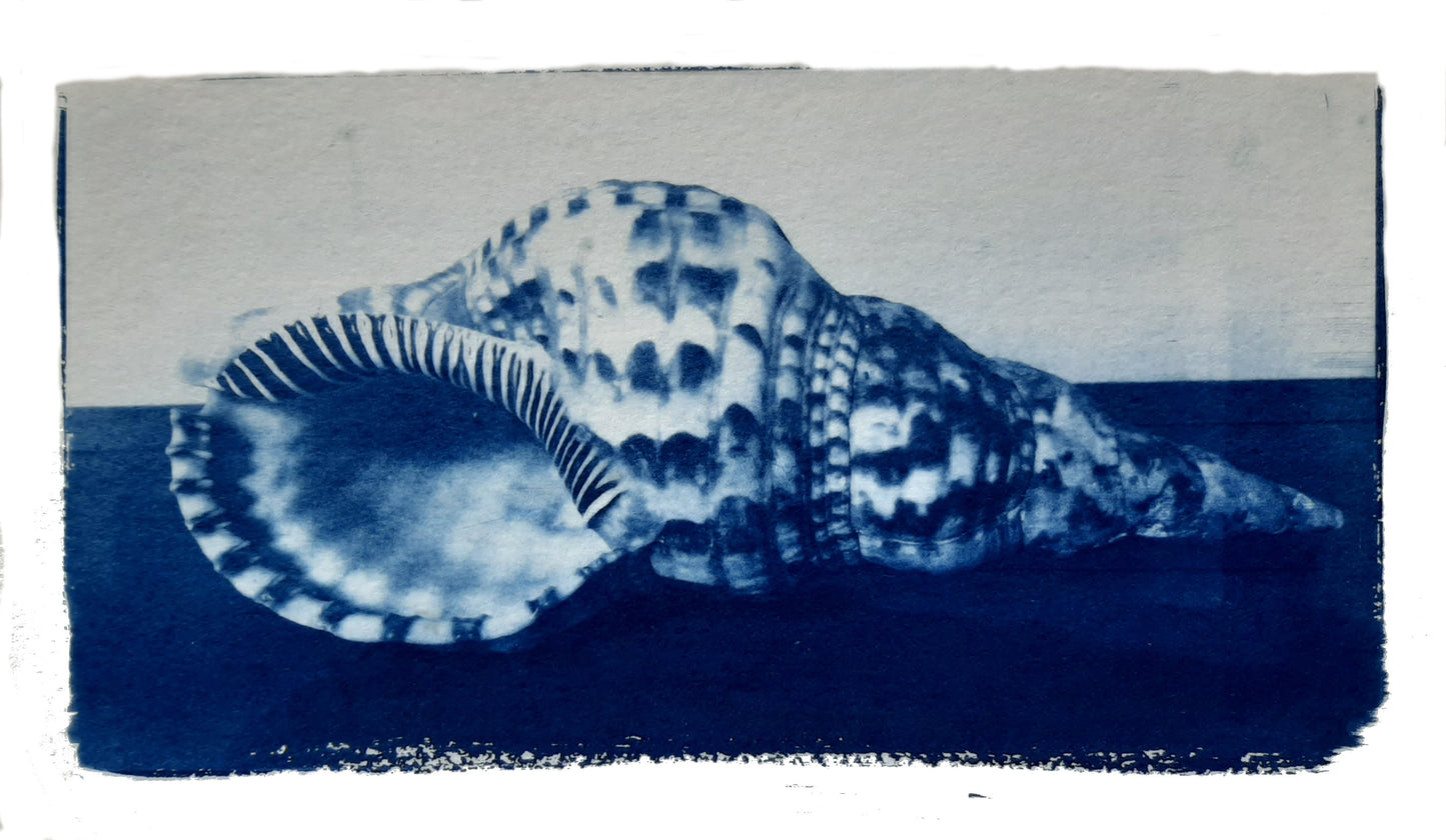 Nelle camere blu | Conchiglia - Laura di Fazio