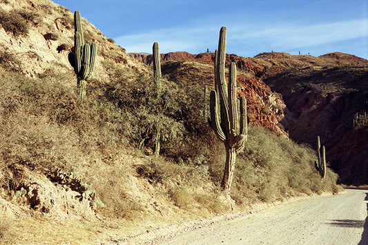 Camino y cactus grande - Félix Curto