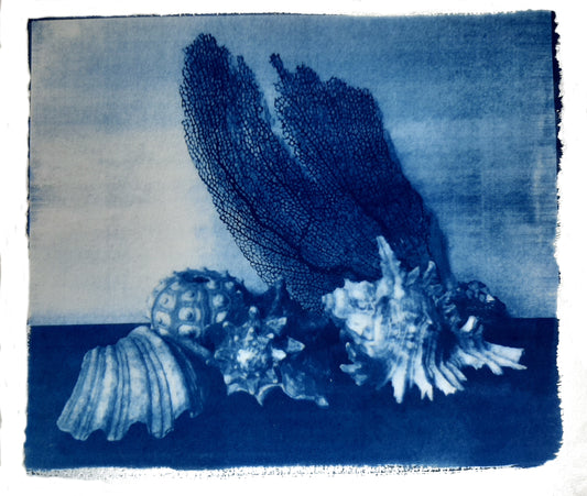 Nelle camere blu | Conchiglie con corallo, composizione #3 - Laura di Fazio